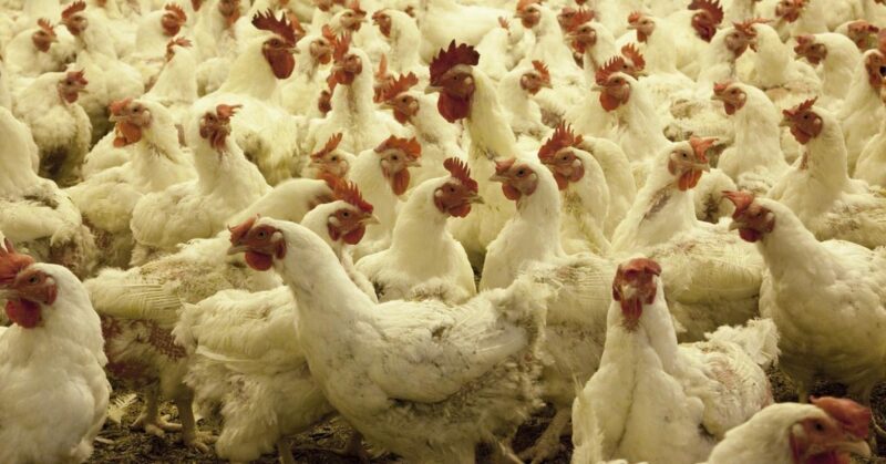 how_many_chickens_to_raise How Many Chickens to Raise