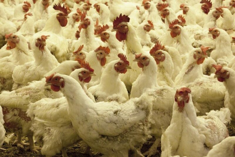 How Many Chickens to Raise