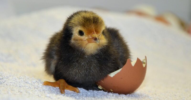 How to Hatch Eggs into Chicks