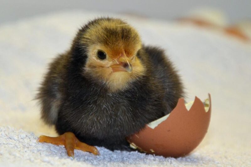 How to Hatch Eggs into Chicks