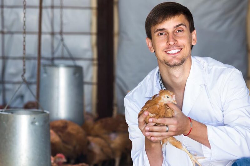 How to Prevent Illness in Chickens