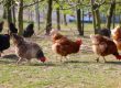 How to Talk Chicken