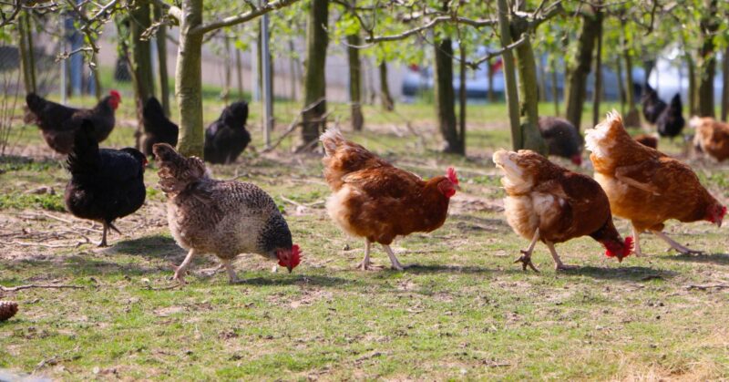 how_to_talk_chicken How to Talk Chicken