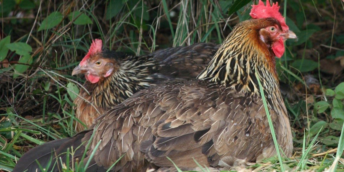 humane_techniques Humane Techniques