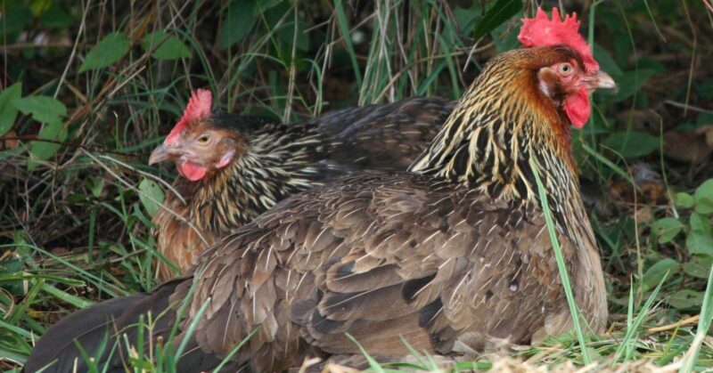 humane_techniques Humane Techniques