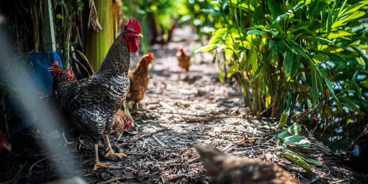 intestinal_microflora Intestinal Microflora