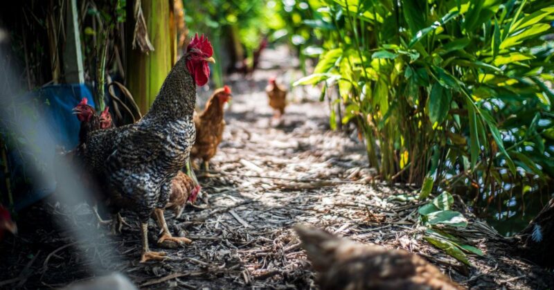 Intestinal Microflora