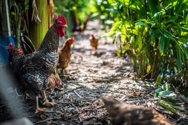 Intestinal Microflora