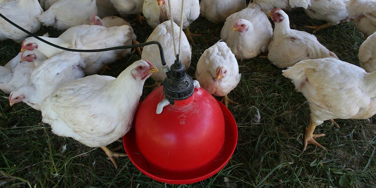 Keeping your Flock Hydrated Organic Chicken Feed