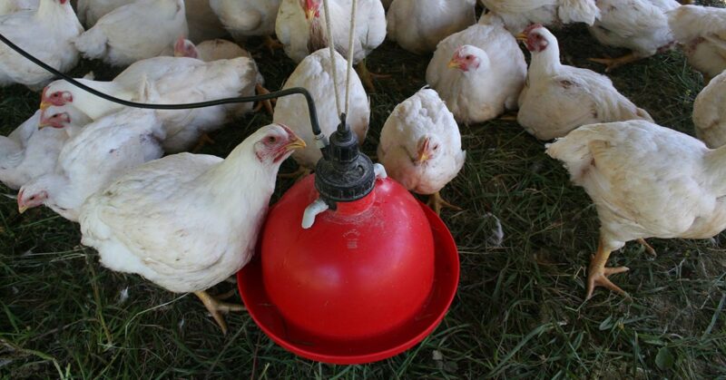 Chickens getting water Keeping your Flock Hydrated