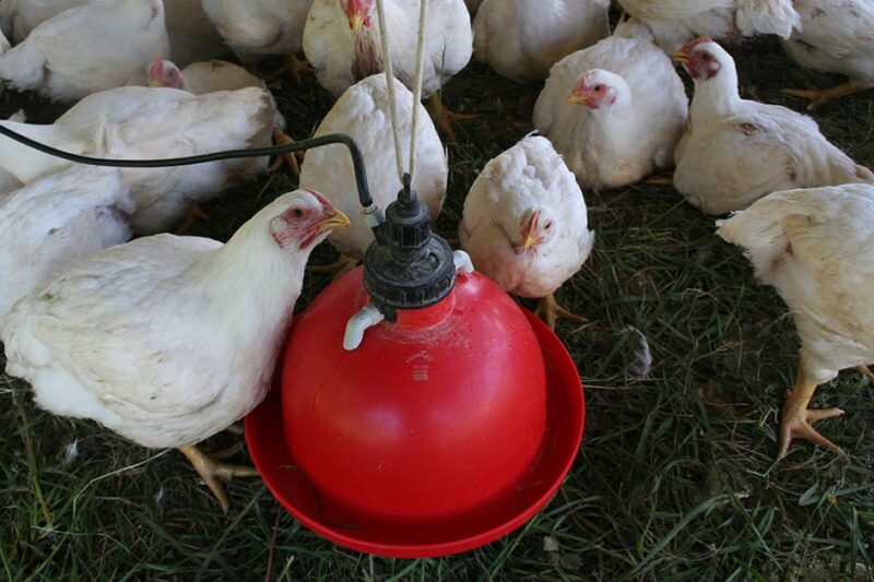 Keeping your Flock Hydrated