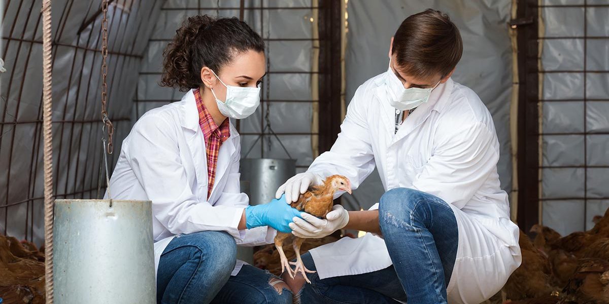 Two veterinarians in hen house Identify Sick Chickens