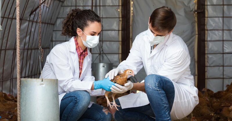 Identify Sick Chickens