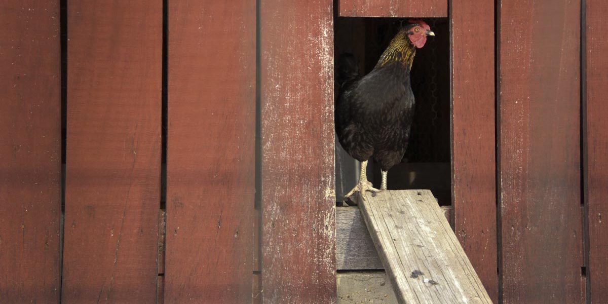 Poultry Chicken Mites