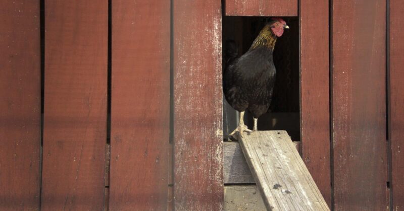 mites Poultry Chicken Mites