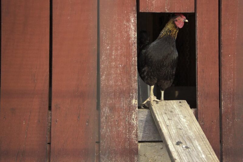 Poultry Chicken Mites