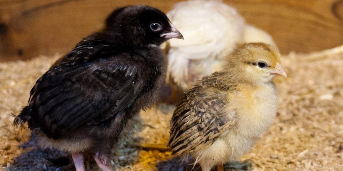 What is Omphalitis or “Mushy Chick" Organic Chicken Feed