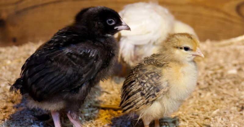 Abnormal Chicken Droppings