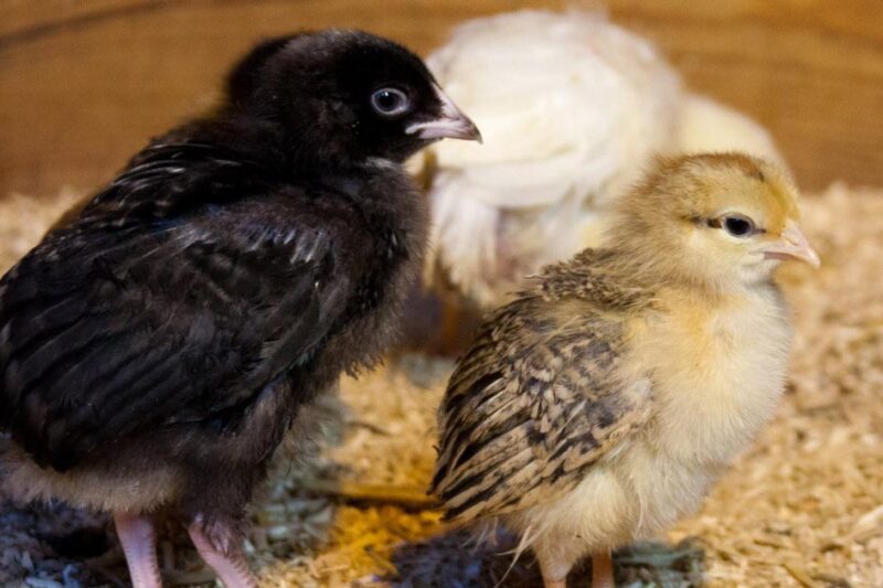 Abnormal Chicken Droppings