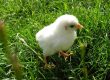 Ordering Live Chicks