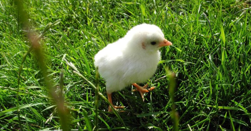 Ordering Live Chicks