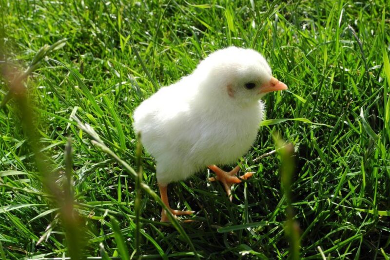 Ordering Live Chicks