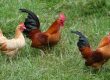 Ornamental Chicken Breeds