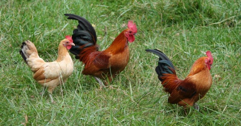 ornamental_breeds Ornamental Chicken Breeds