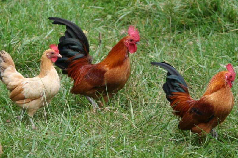 Ornamental Chicken Breeds