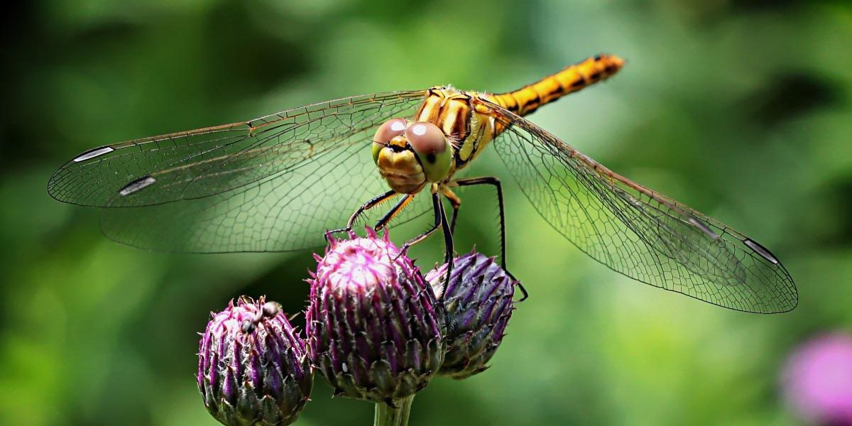 parasite Poultry Chicken Parasitic Worms