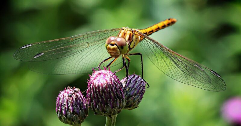 parasite Poultry Chicken Parasitic Worms