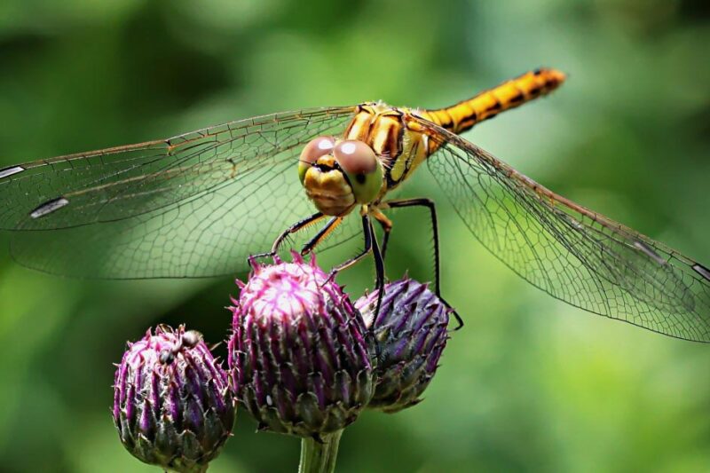 Poultry Chicken Parasitic Worms