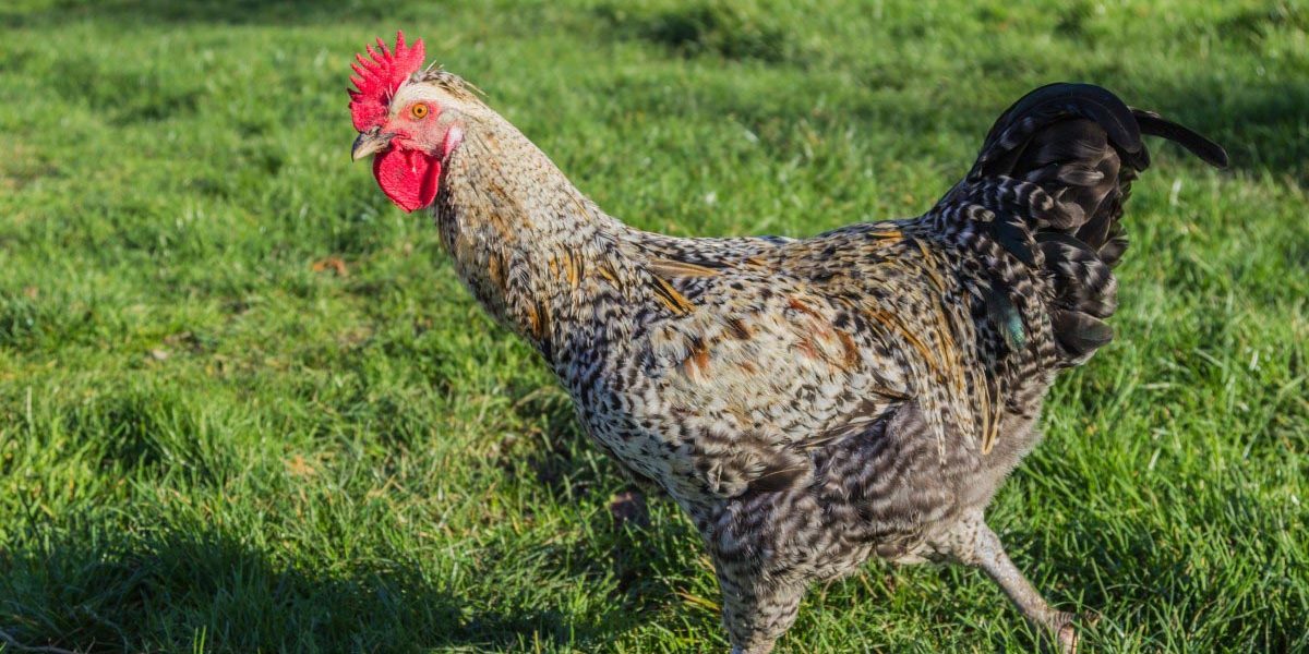 pasting_up Pasting Up