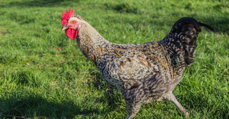 pasting_up Pasting Up