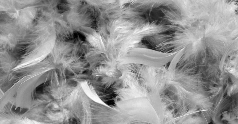 plucking Plucking Chickens