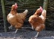 Chicken Scratch
