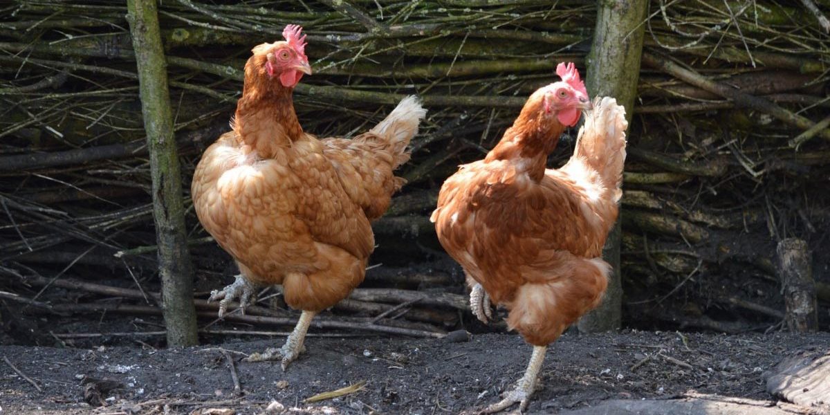 scratch Chicken Scratch