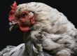 Benefits of Soy-Free Chicken Feed