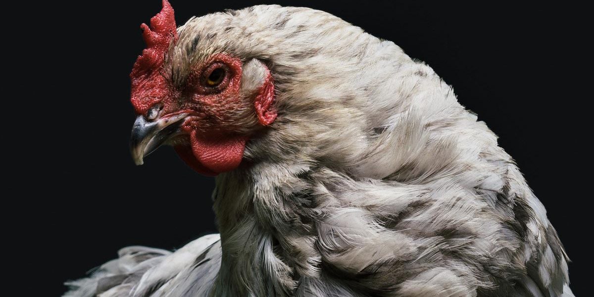 soy_free_benefits Benefits of Soy-Free Chicken Feed