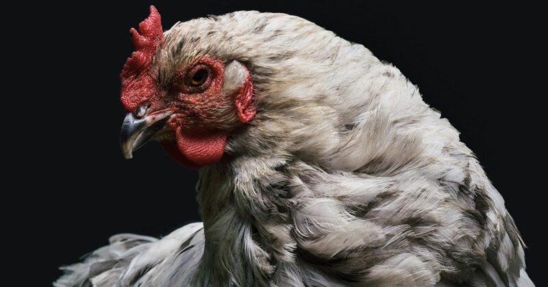 soy_free_benefits Benefits of Soy-Free Chicken Feed