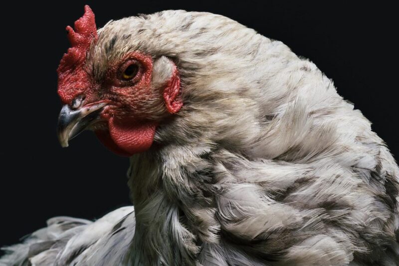 Benefits of Soy-Free Chicken Feed