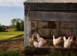 Costs of Raising Chickens
