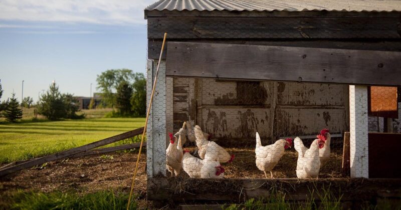 the_costs_of_raising_chickens Costs of Raising Chickens