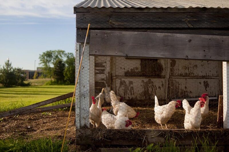 Costs of Raising Chickens