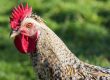 The Role of Roosters