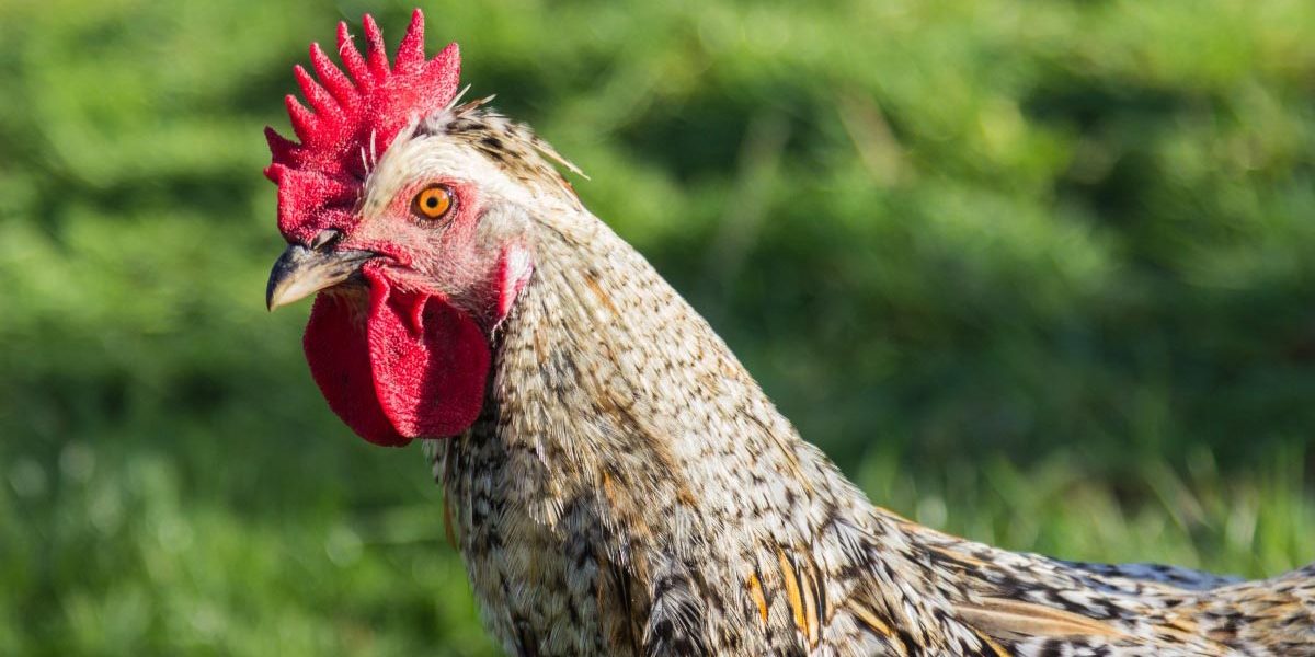 the_role_of_roosters The Role of Roosters