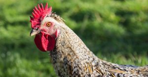 The Role of Roosters