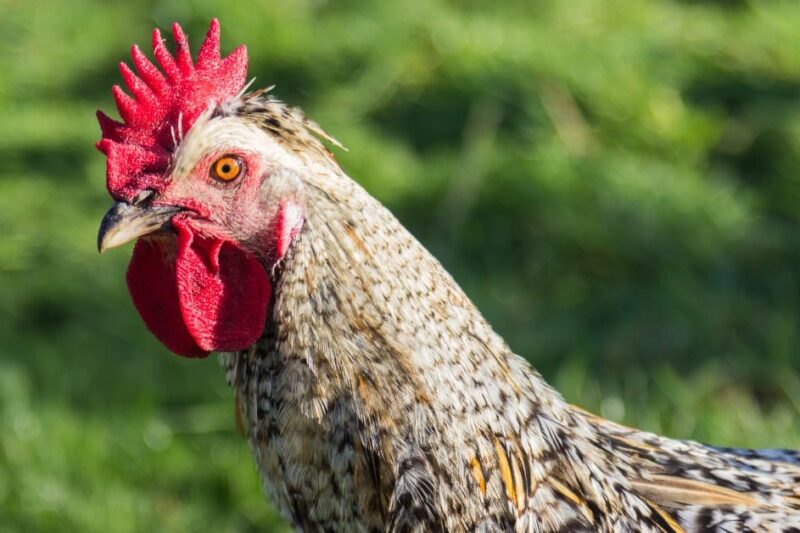 The Role of Roosters