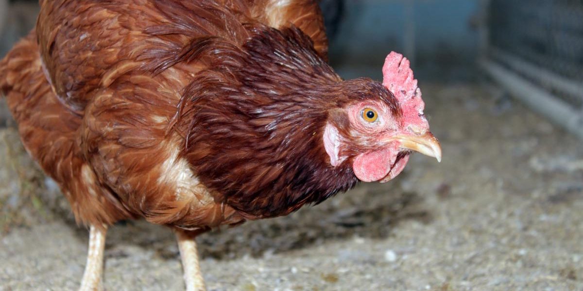 Moniliasis or Thrush