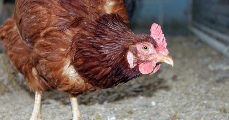 Moniliasis or Thrush